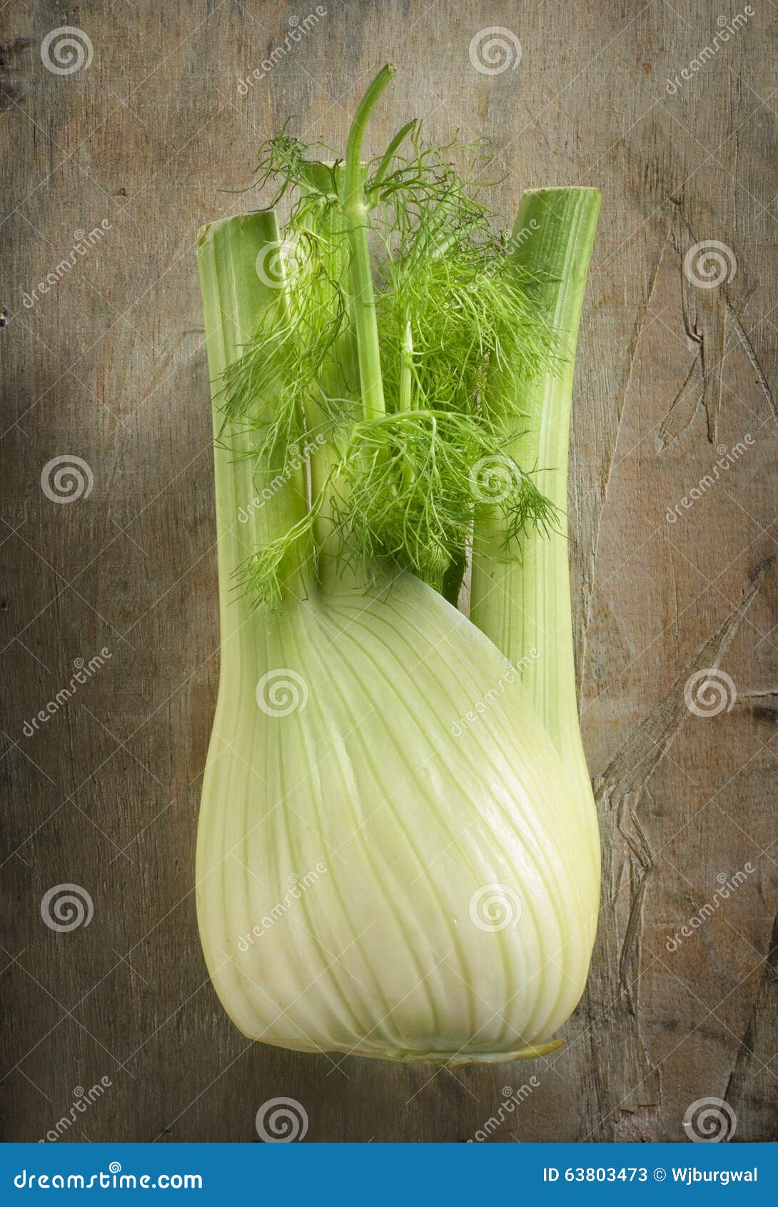 The Bulbous Edible Stalk of Fennel Stock Image Image of freshness