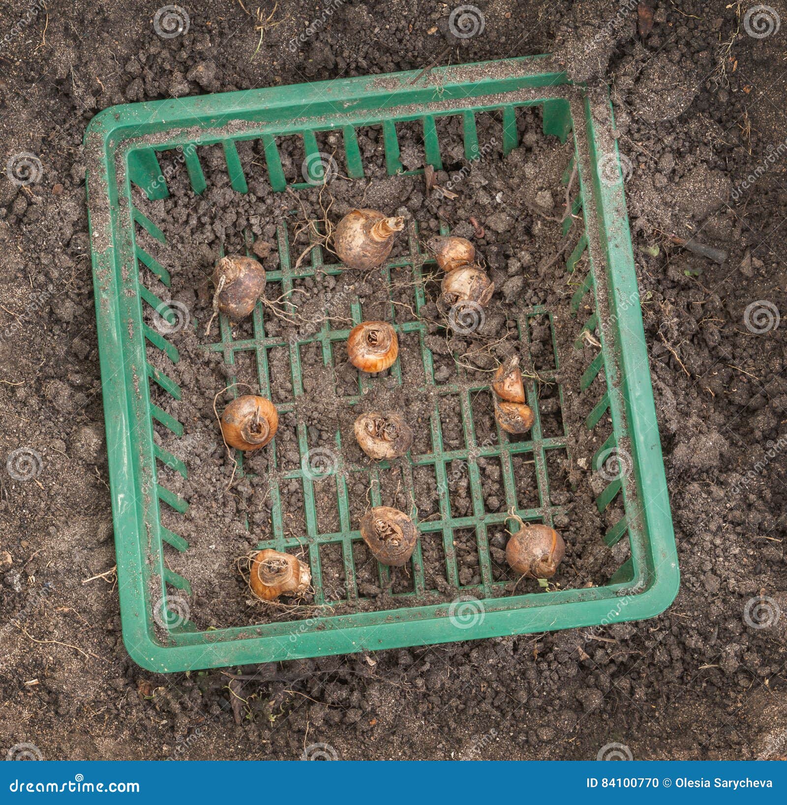 Bulbs of Daffodils in a Square of Plastic Basket for Planting Stock