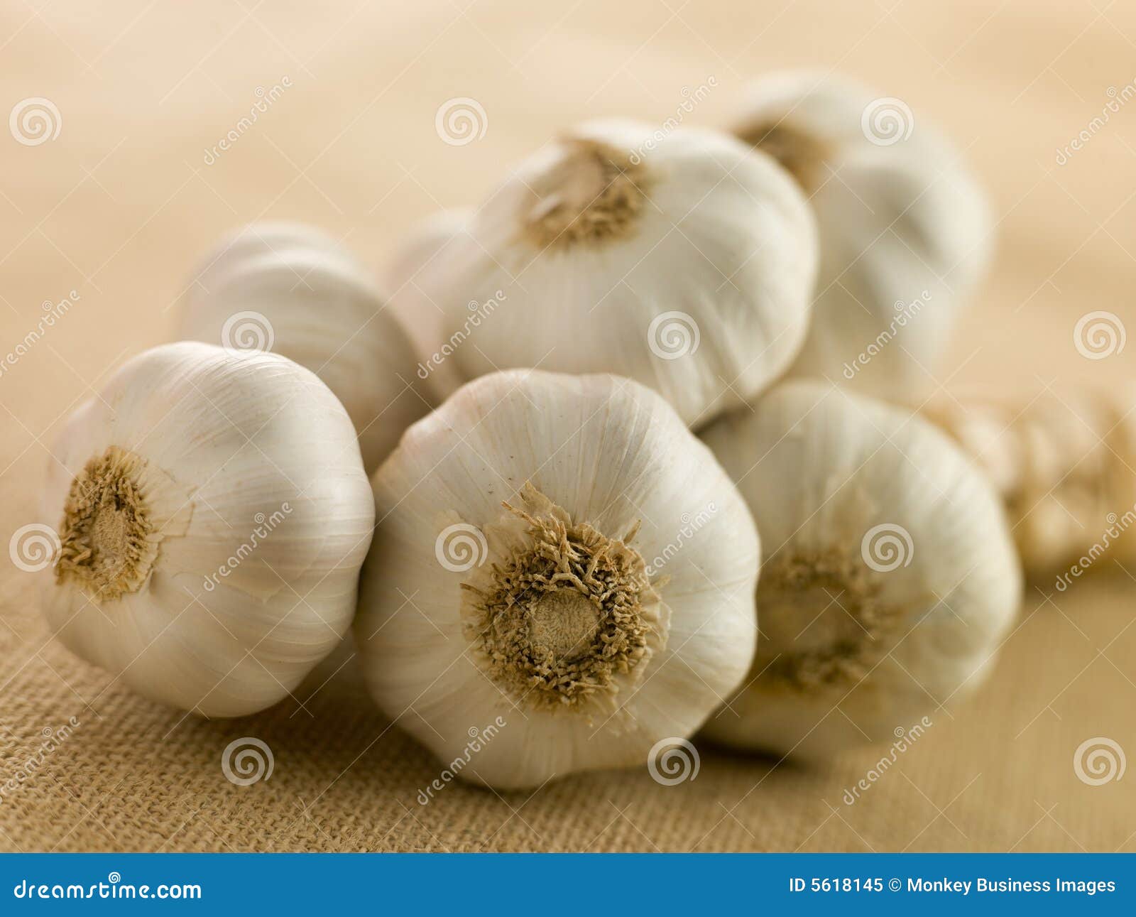 Bulbs of Garlic stock image. Image of people, plant, meal 5618145