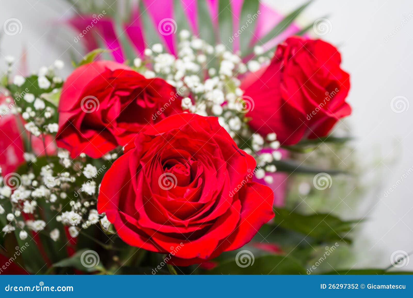 Bulbs of roses stock photo. Image of pure, beautiful - 26297352