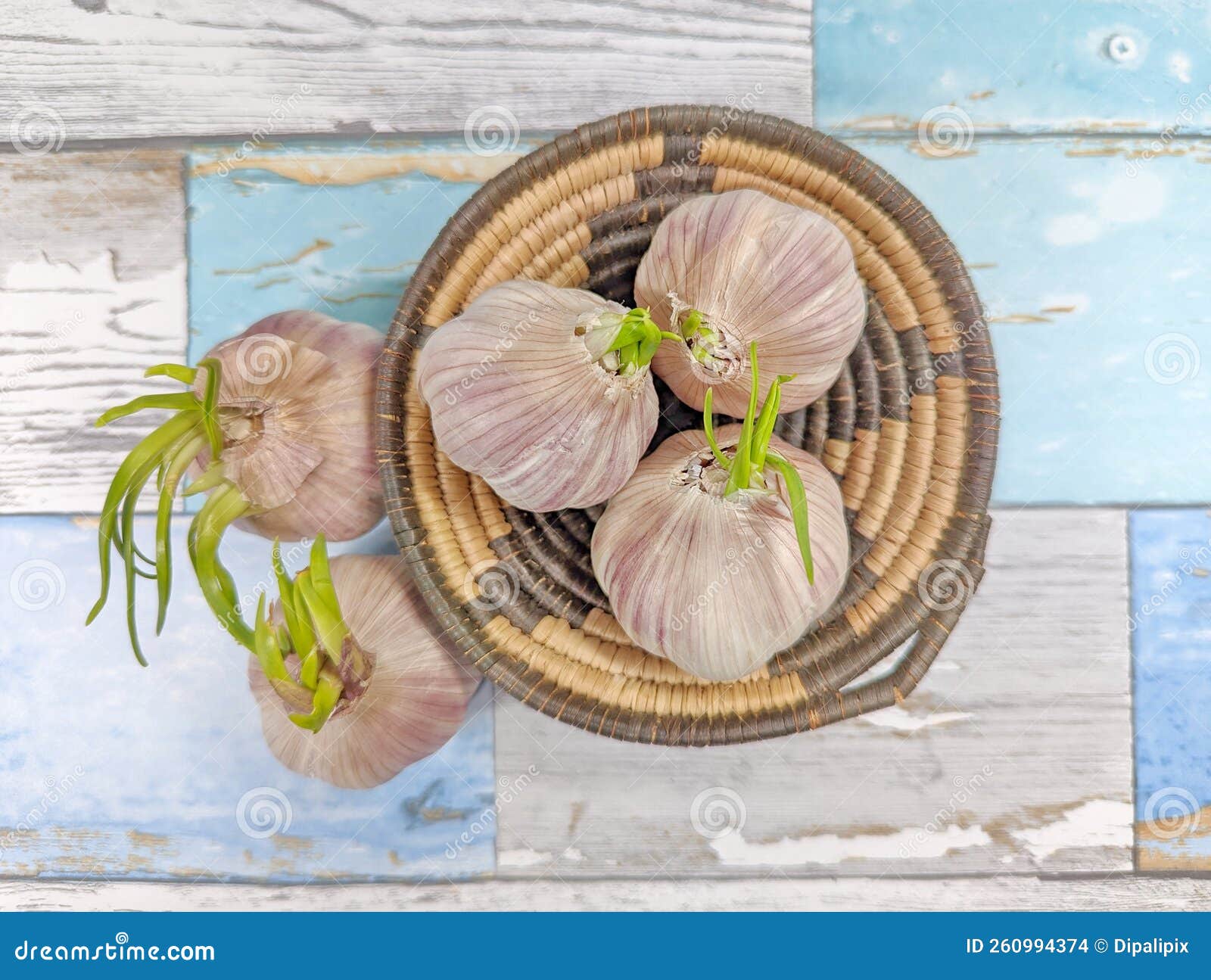Bulbs of Sprouted Garlic in a Woven Basket Stock Photo Image of