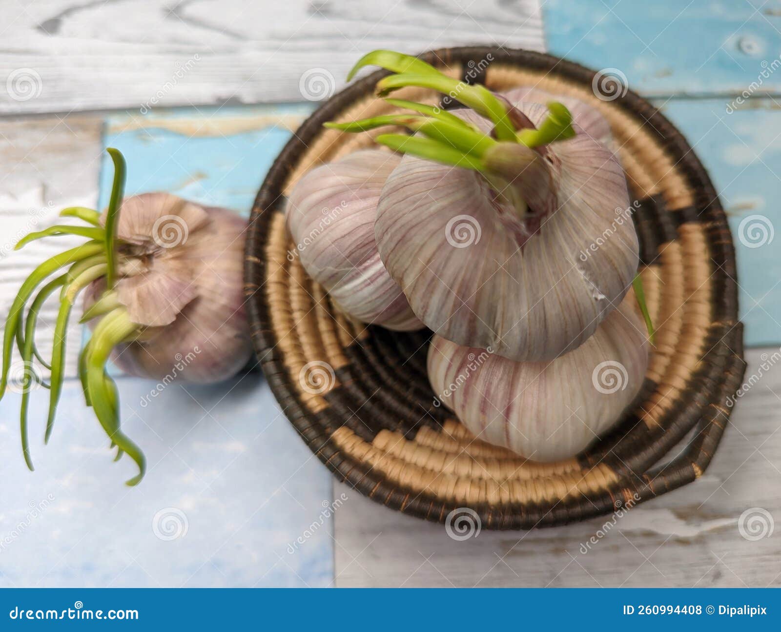 Bulbs of Sprouted Garlic in a Woven Basket Stock Photo Image of