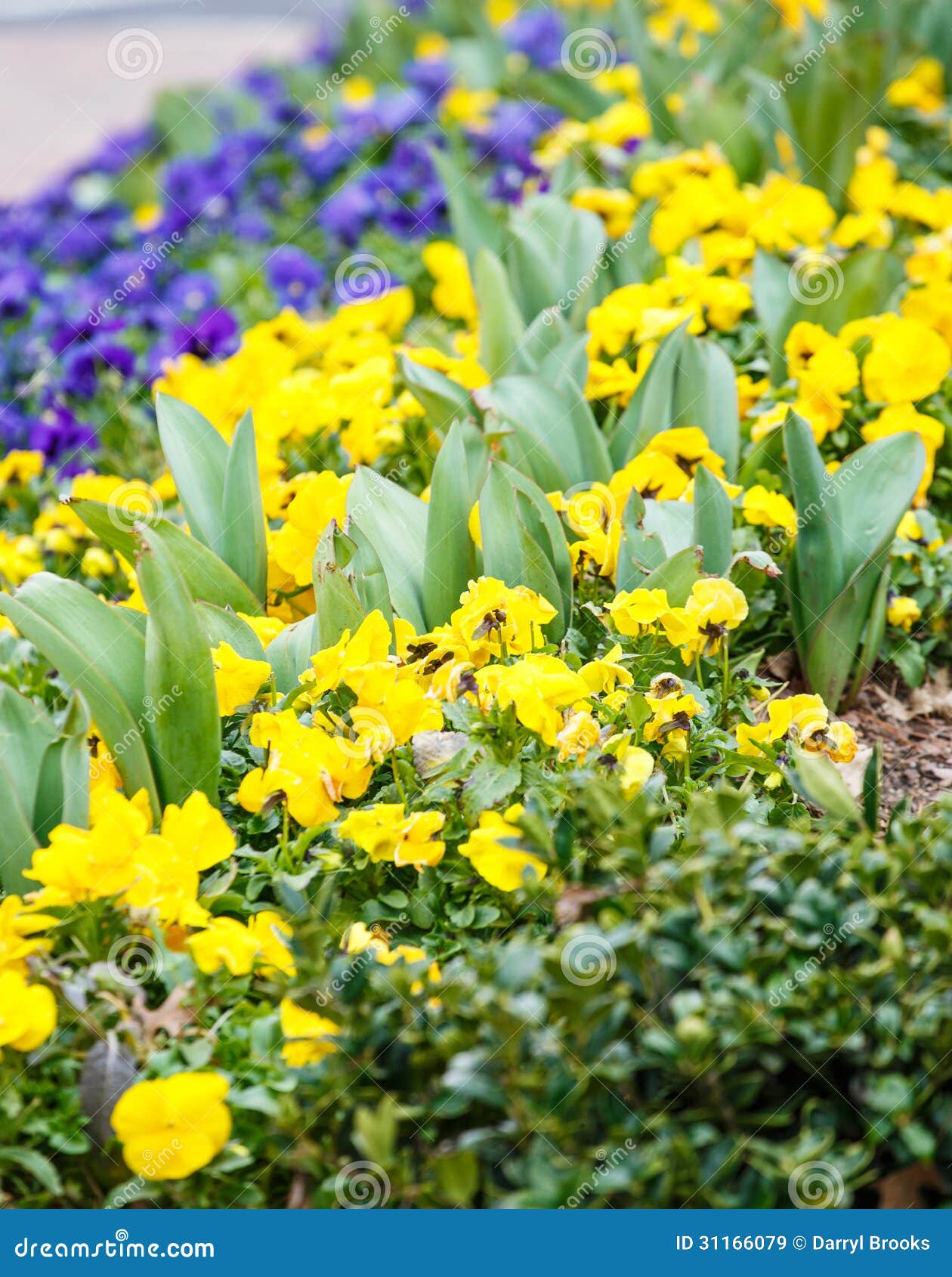 Bulbs Sprouting in Pansies stock image. Image of flowers 31166079