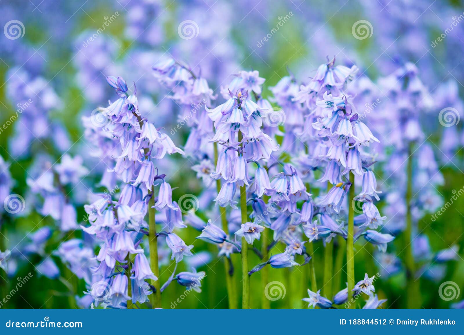 blue spanish bluebell hyacinthoides hispanica flowers in the field