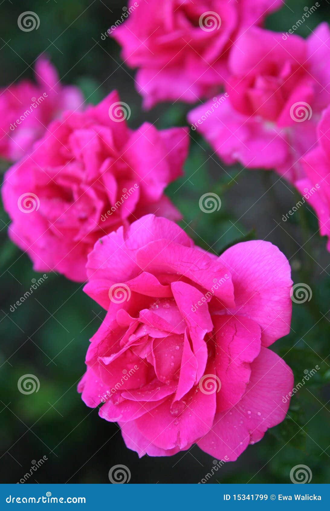 bulgarian rose
