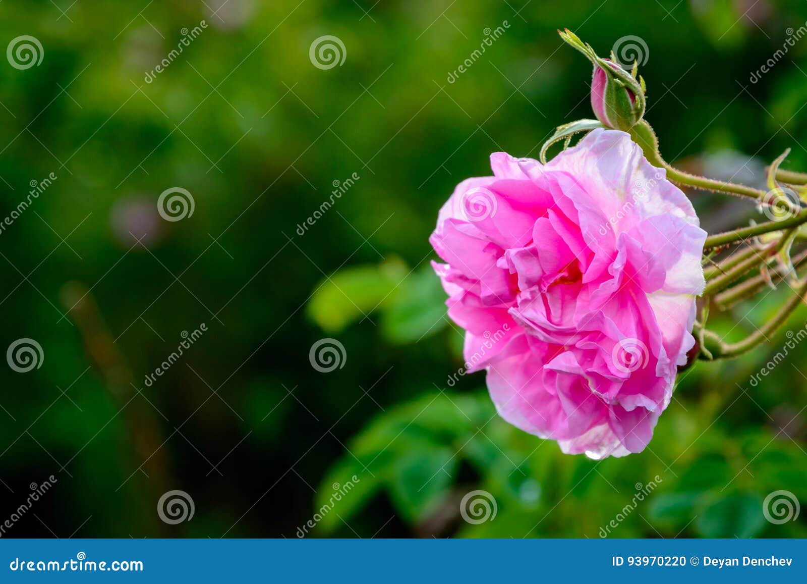 bulgarian rose field near karlovo
