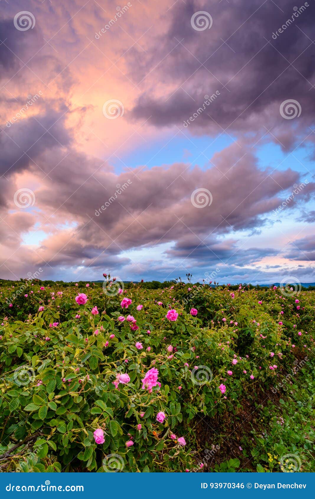 bulgarian rose field near karlovo