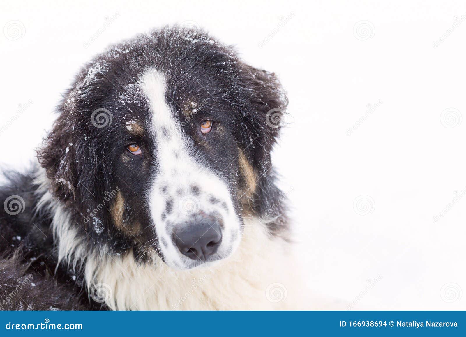 384 Bulgarian Dog Photos Free Royalty Free Stock Photos From Dreamstime