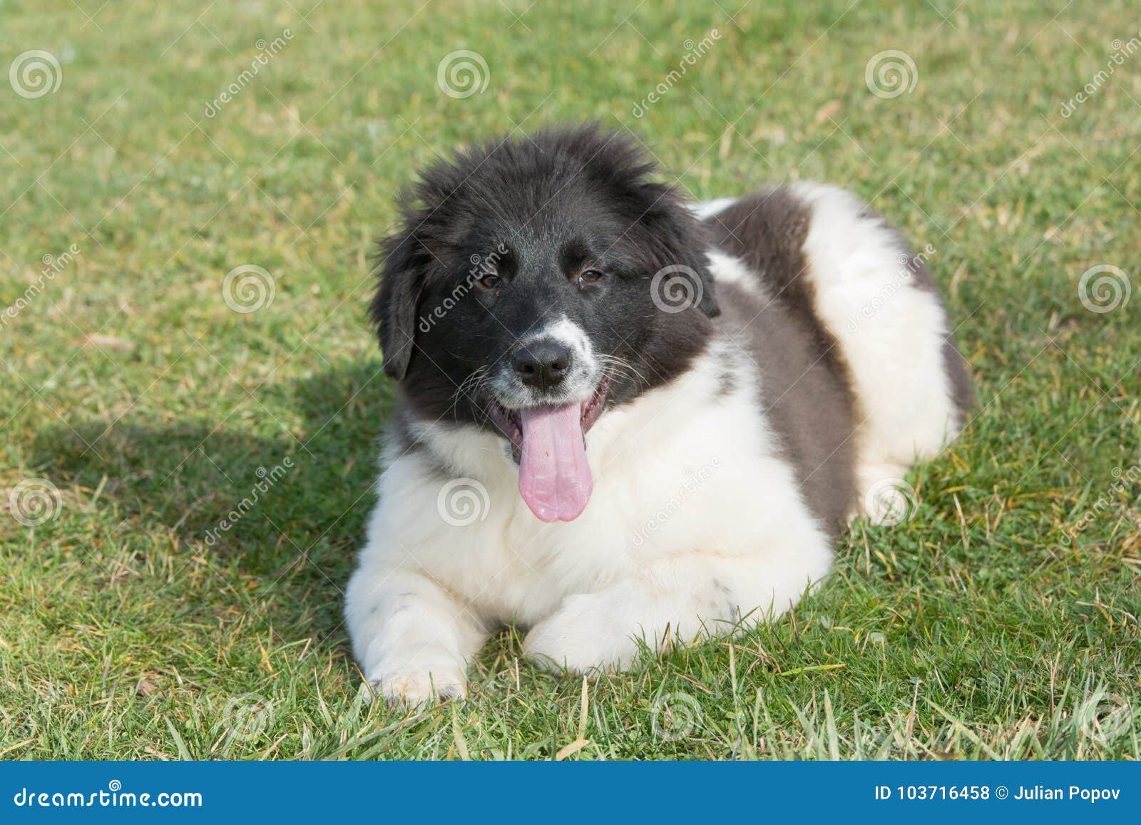 bulgarian shepherd dog for sale