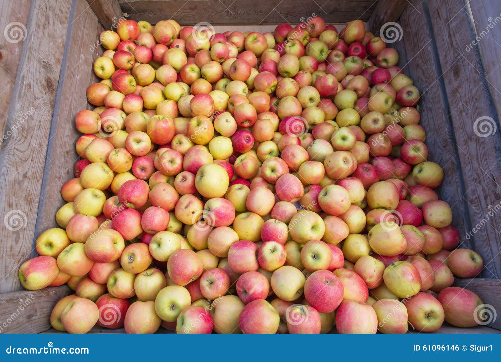 Bulk Apples stock photo. Image of summer, crate, agriculture 61096146