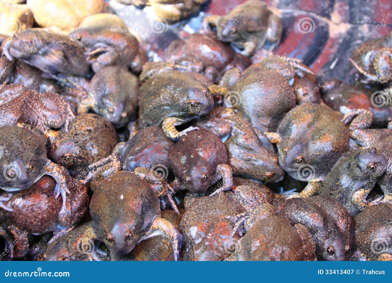 Bulk of Bullfrog and Were Sold for Food Stock Image - Image of