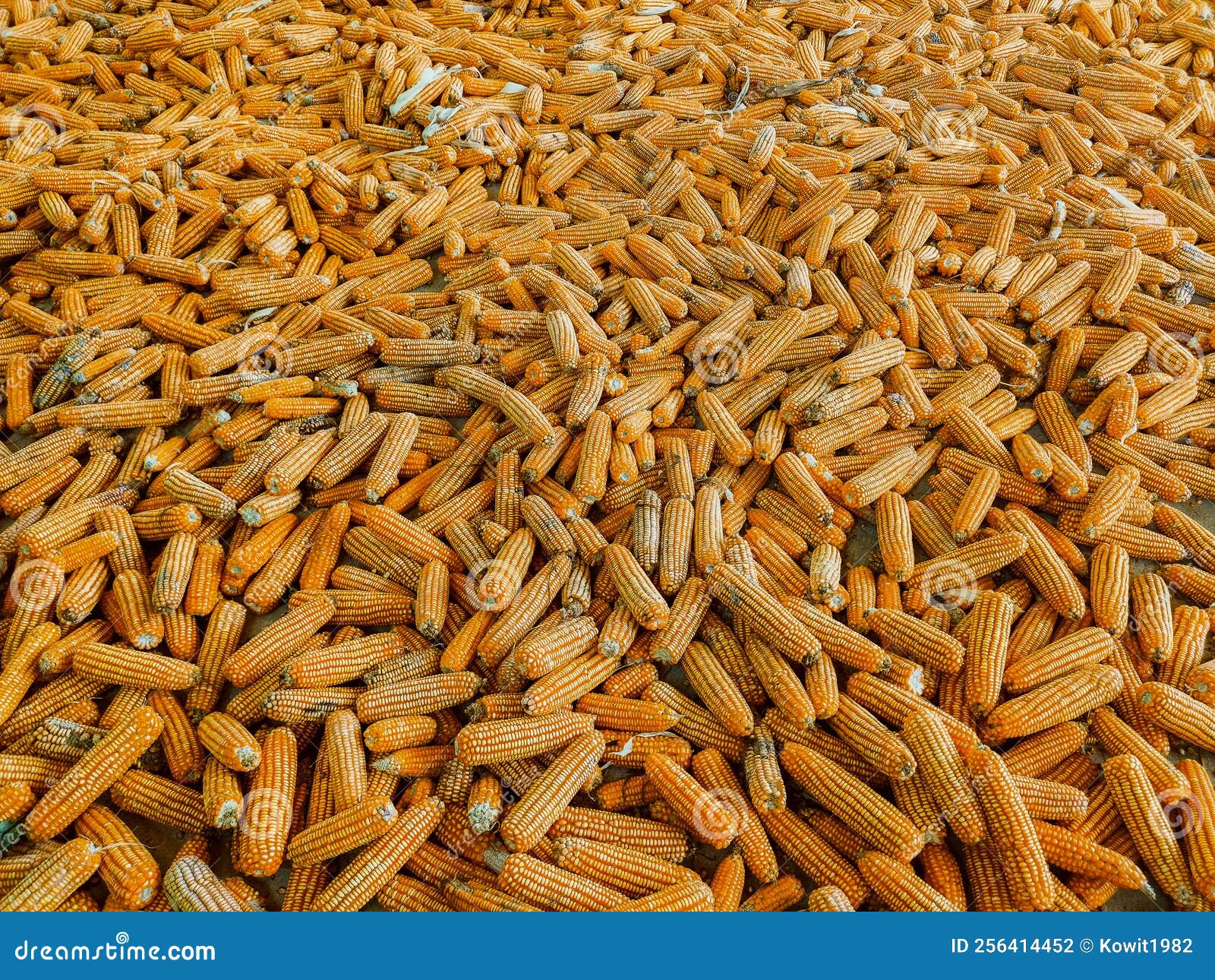 Bulk Dried Corn, Fodder Corn, Corn Image Used As Background and