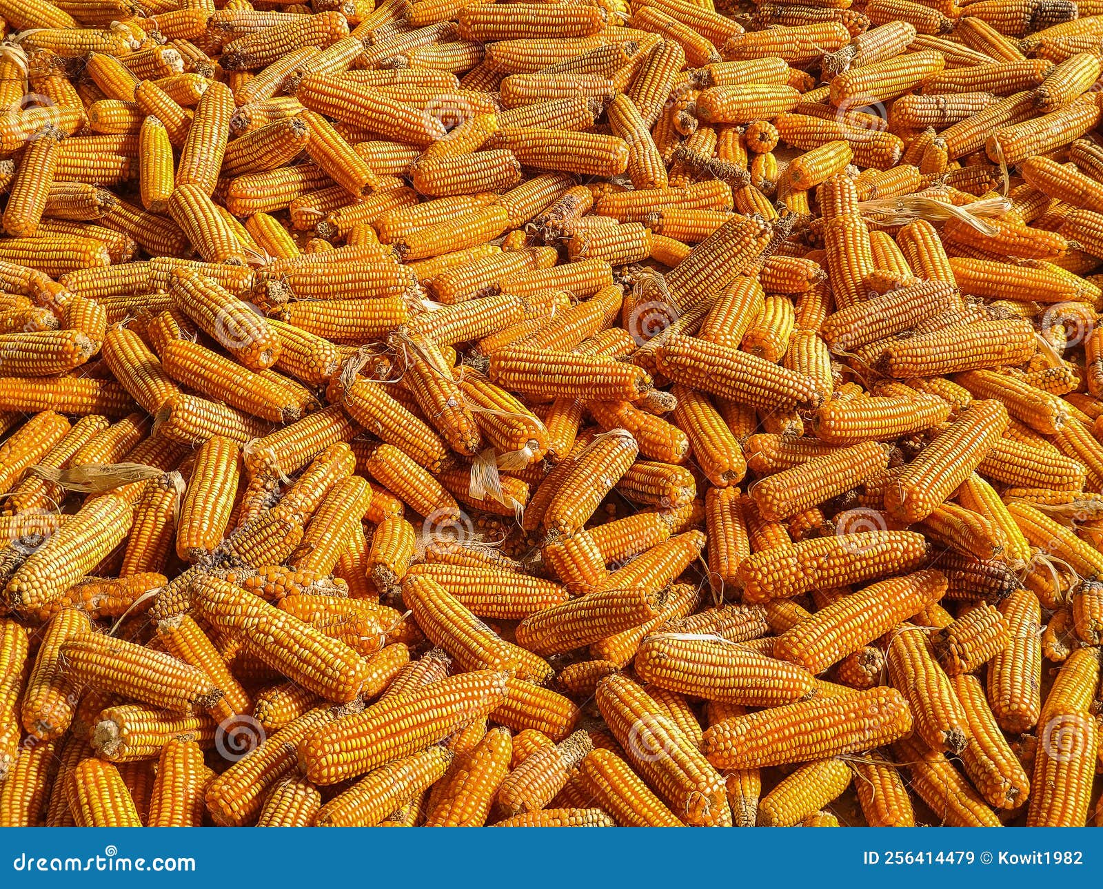 Bulk Dried Corn, Fodder Corn, Corn Image Used As Background and