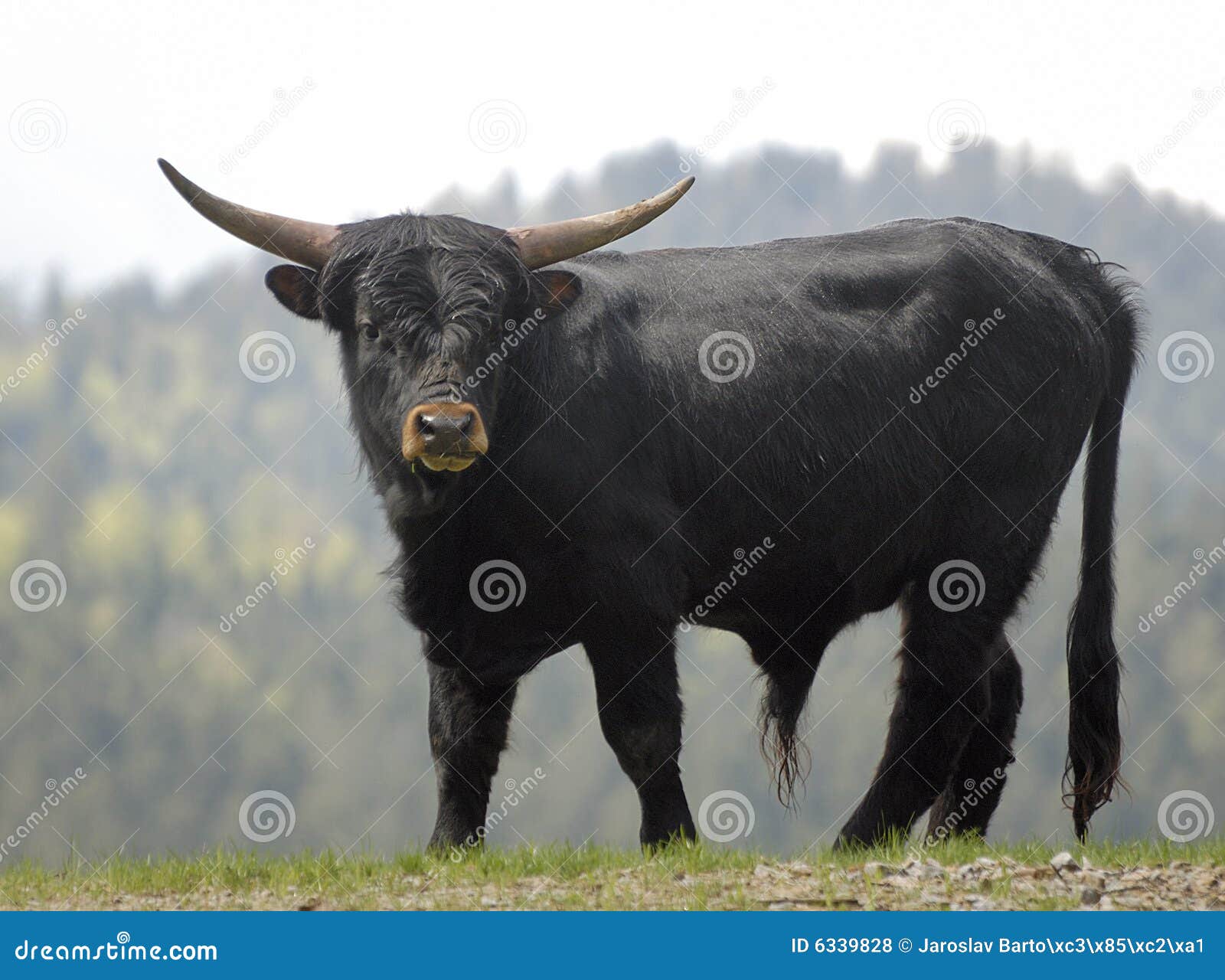 Bullroyalty Bullroyalty
