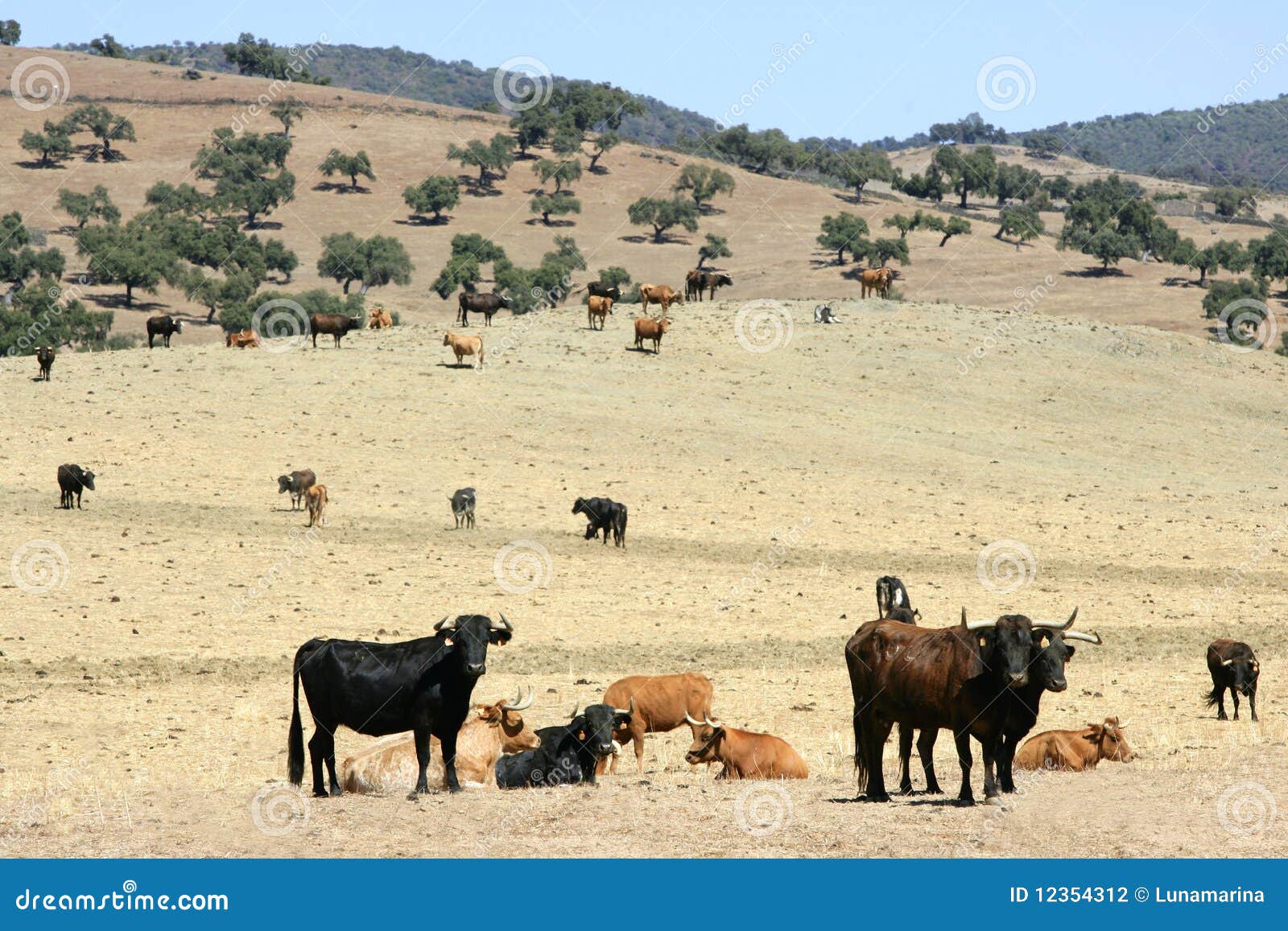 bull cattle black toro in southern spain