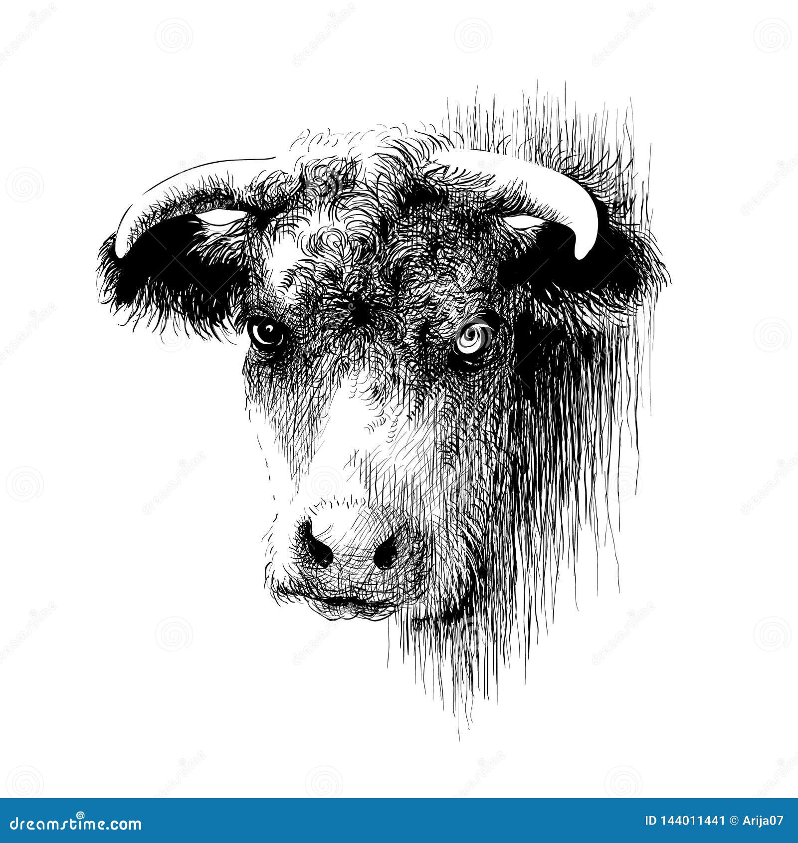 bull-cow-bison-buffalo-head-portrait-digital-ink-drawing-hand-drawn-painting-black-white-mammal-horns-clipart-horned-144011441.jpg