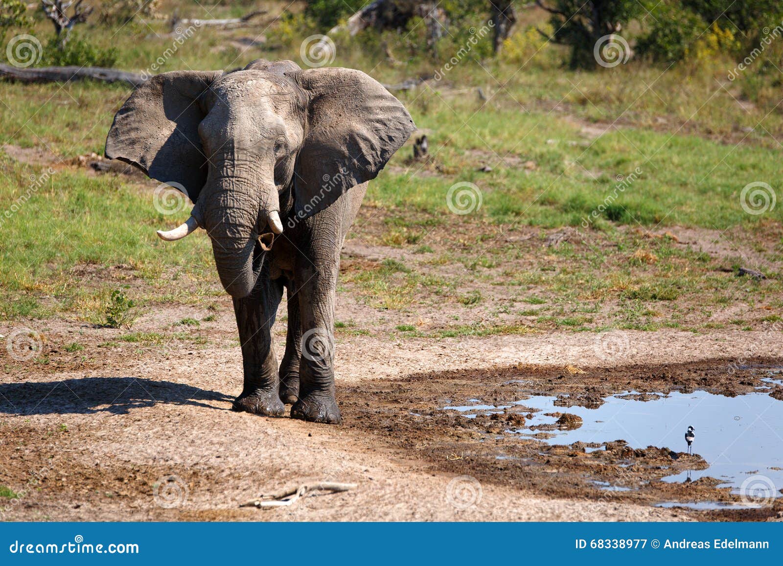 bull elefant