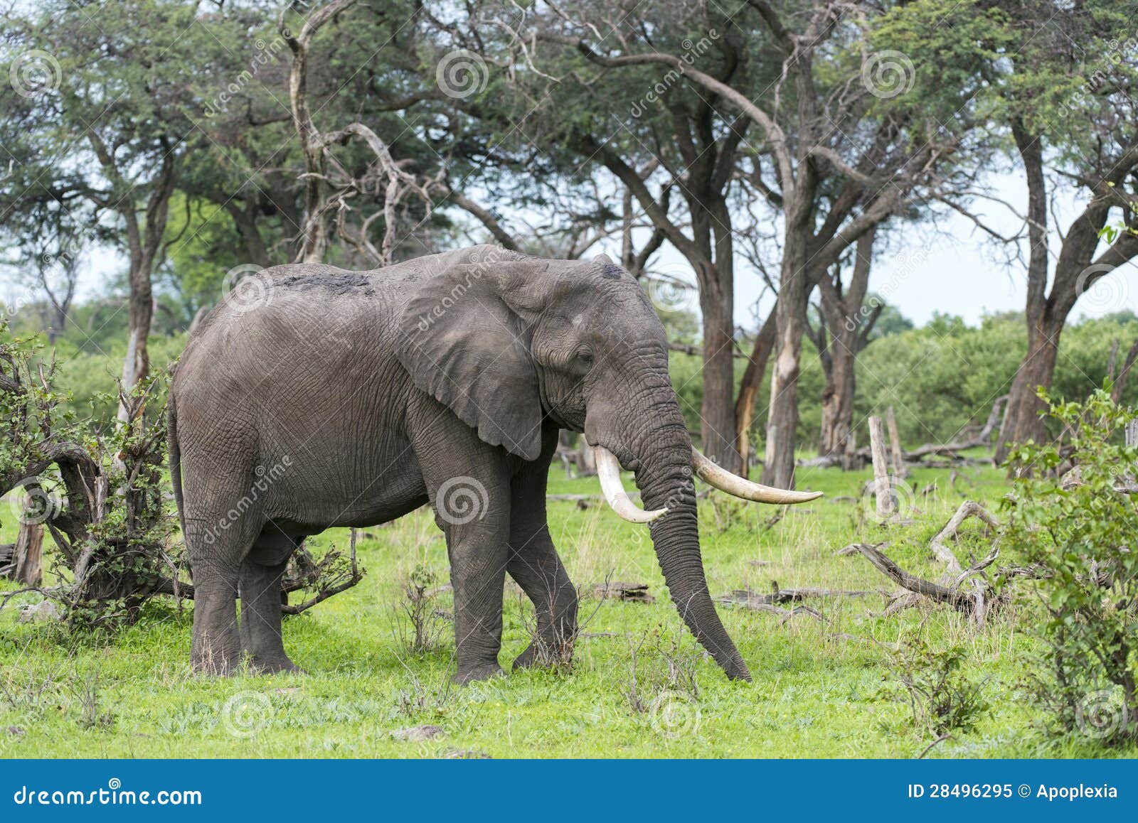 a bull elephant with massive tusks