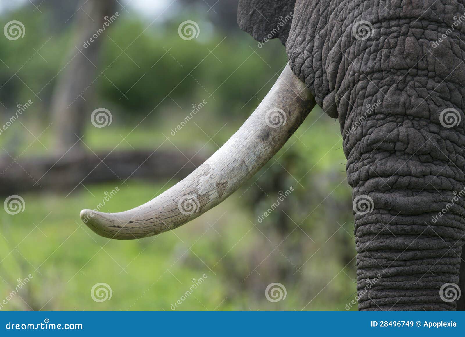 a bull elephant with massive tusks