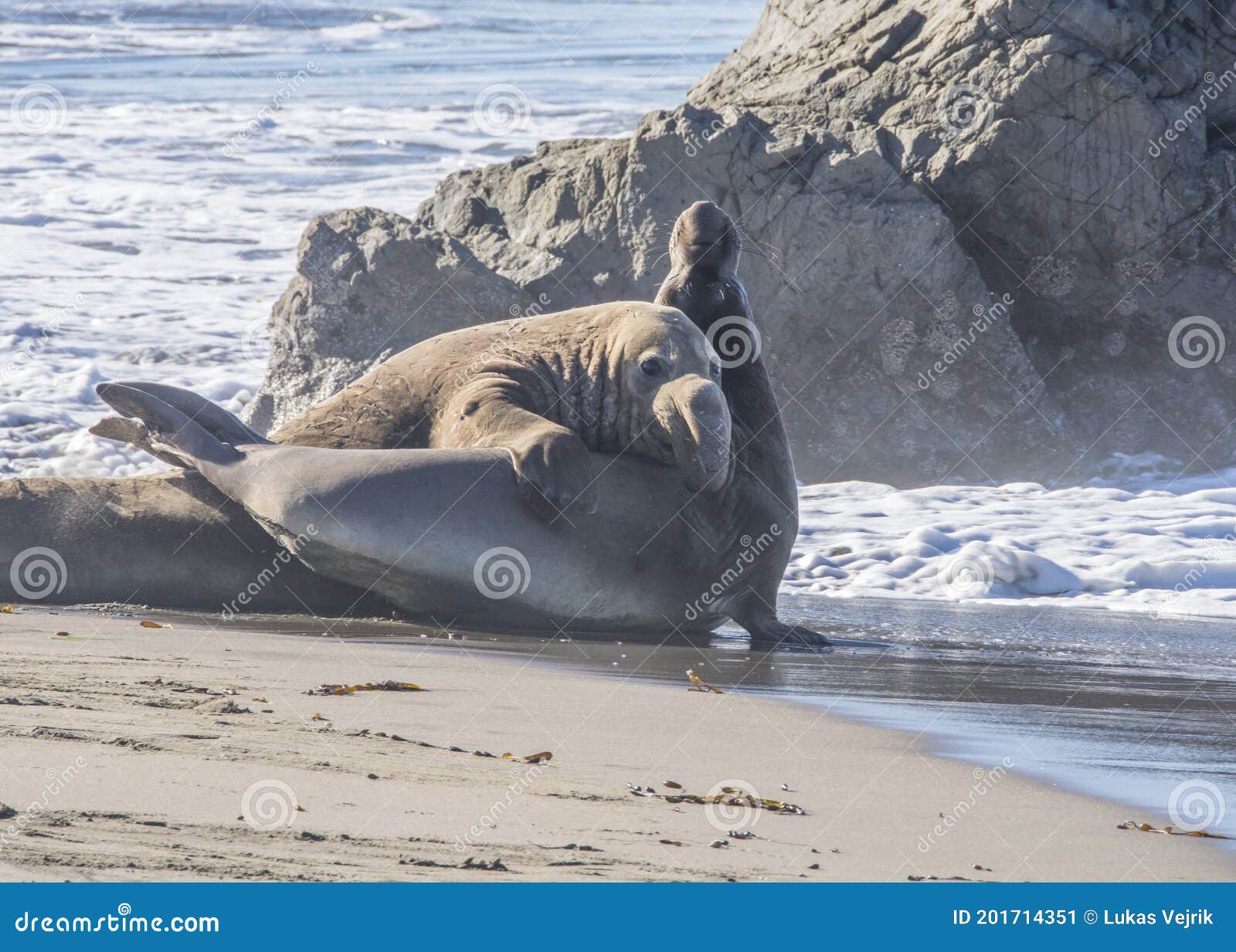 Bull Elephant Seal on San Simeon Beach California Stock Image Image