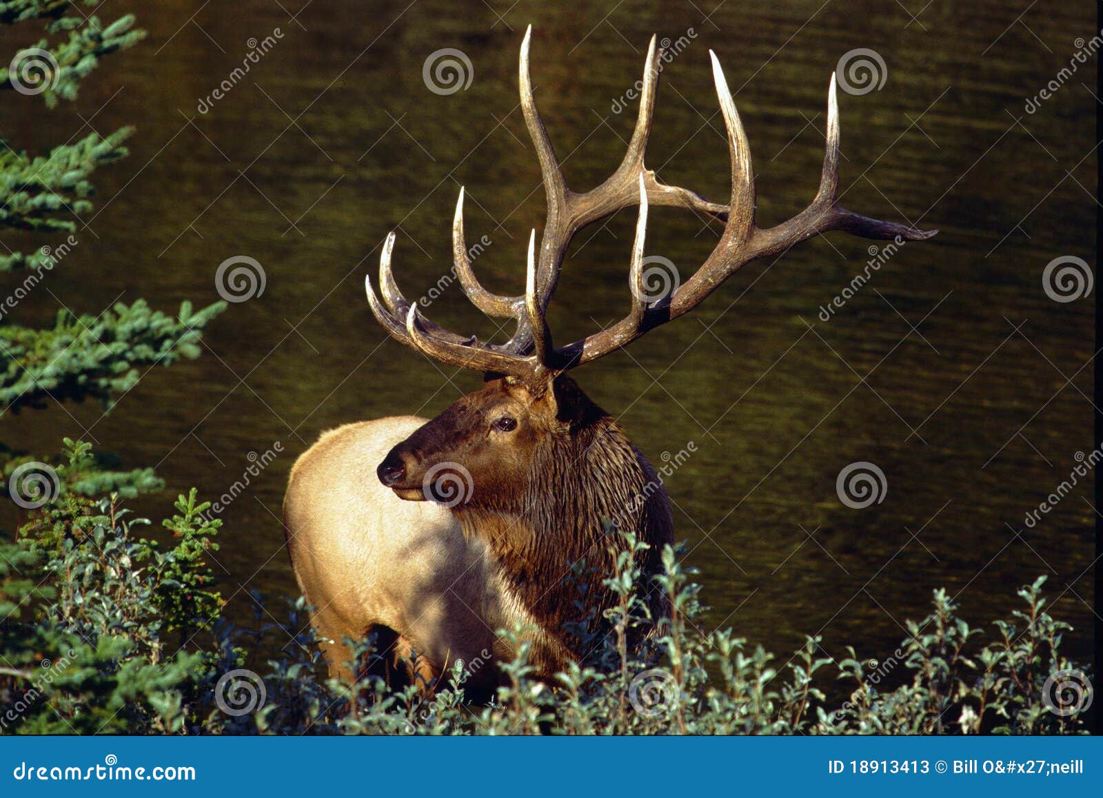 bull elk - cervus canadensis 
