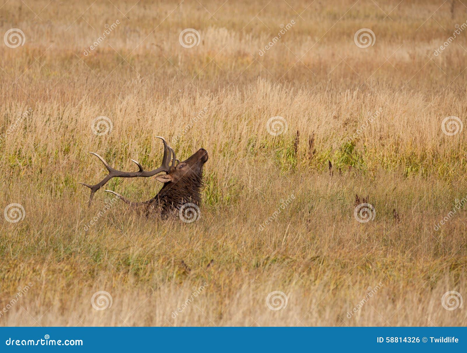 Bull Elk Bedded in Tall Grass Stock Photo Image of antlers, bull 58814326