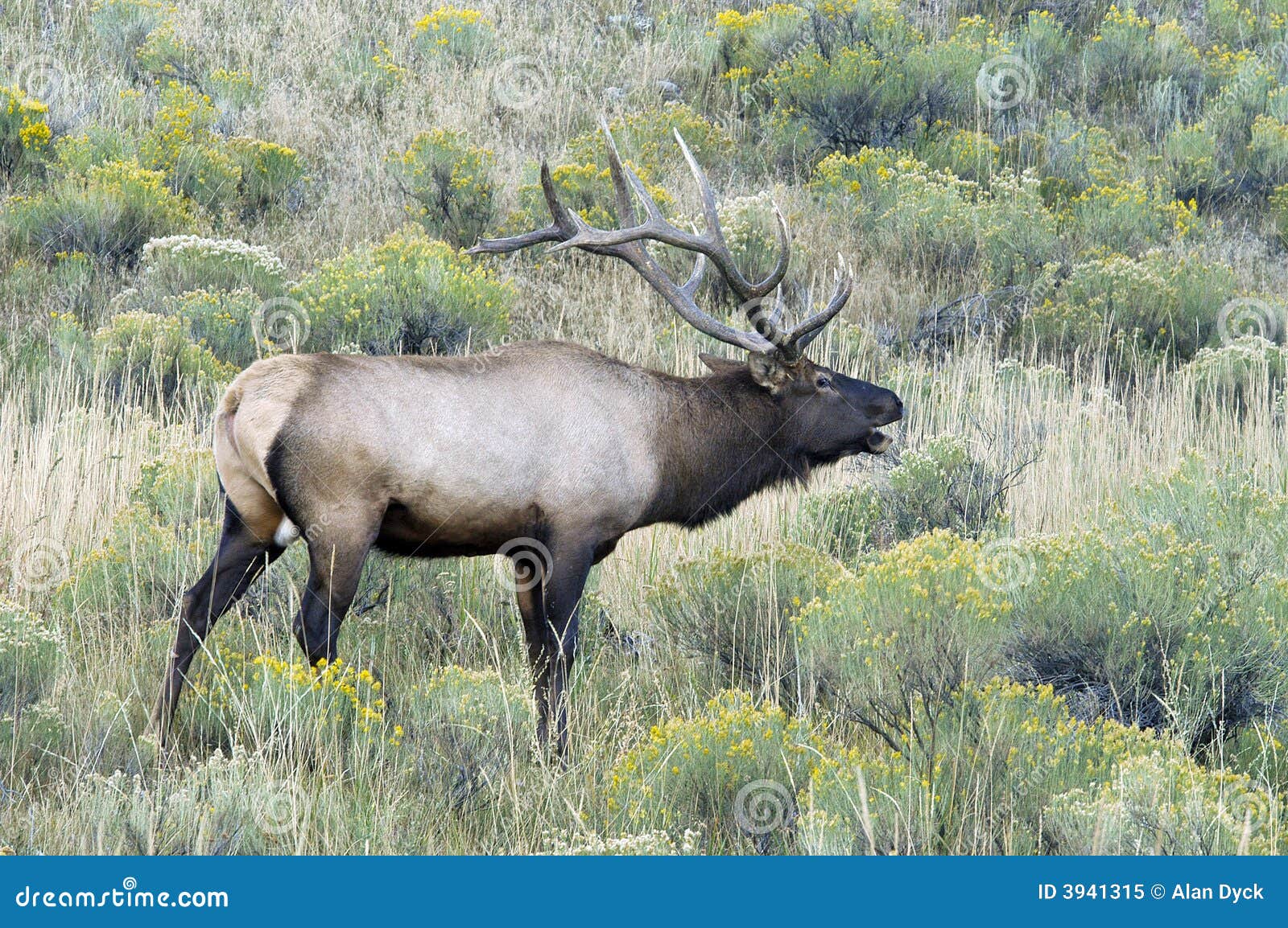 Bull elk bugle in sage stock image. Image of antlers, nature 3941315