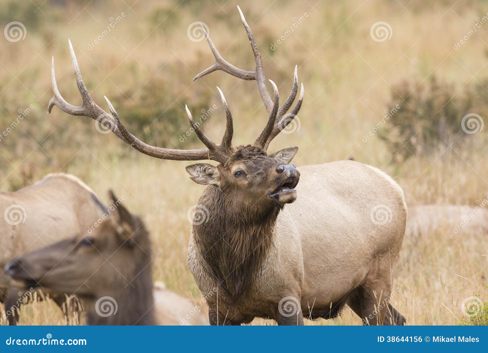 bull elk bugling for dominance