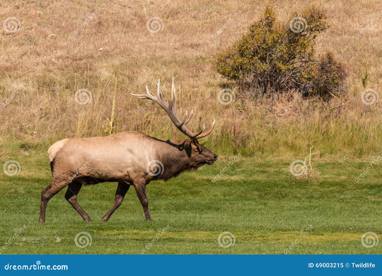 Bull Elk Bugling in a Meadow Stock Image Image of wild, bull 69003215