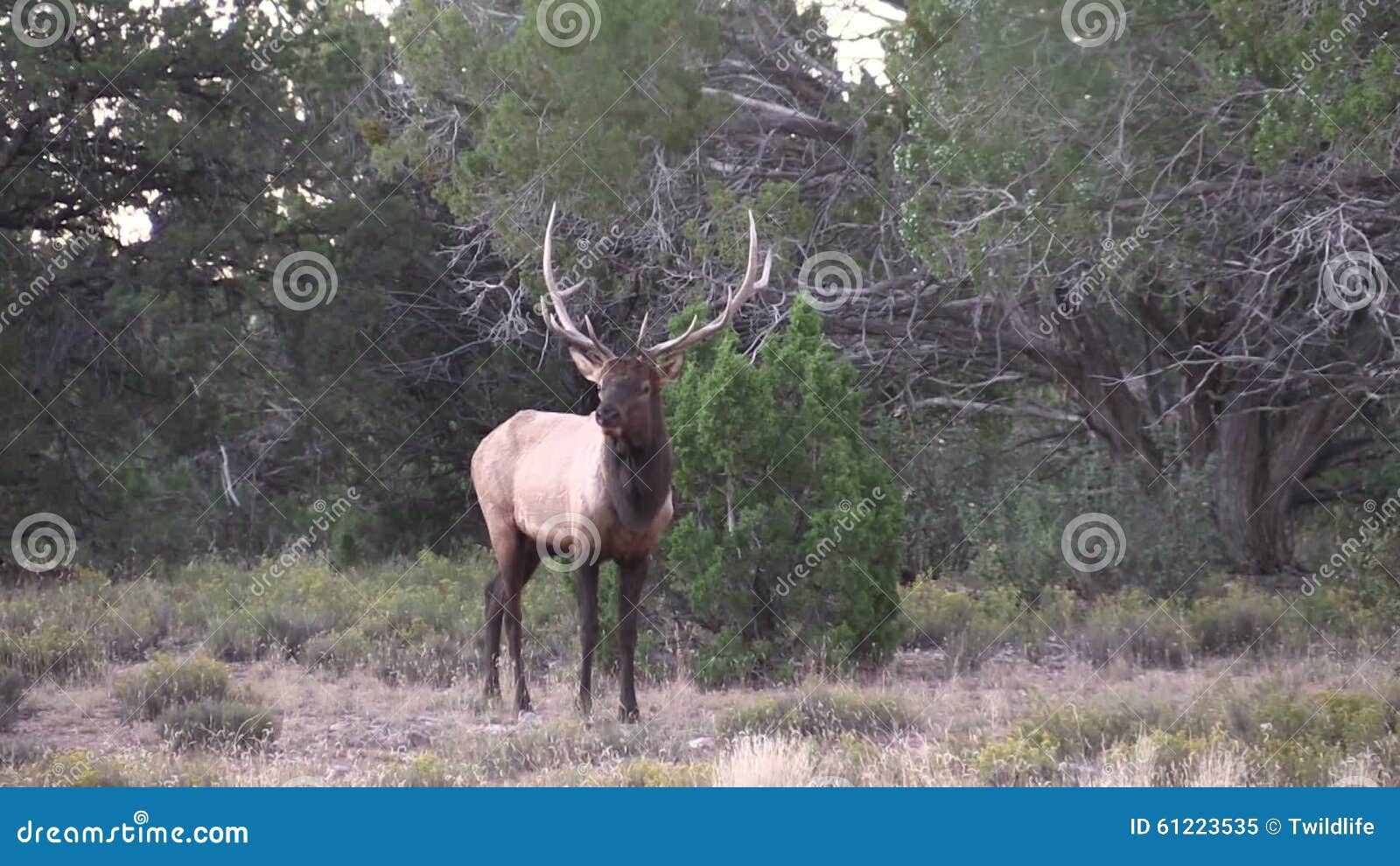 Bull Elk Bugling in the Rut Stock Video Video of wapiti, wild 61223535