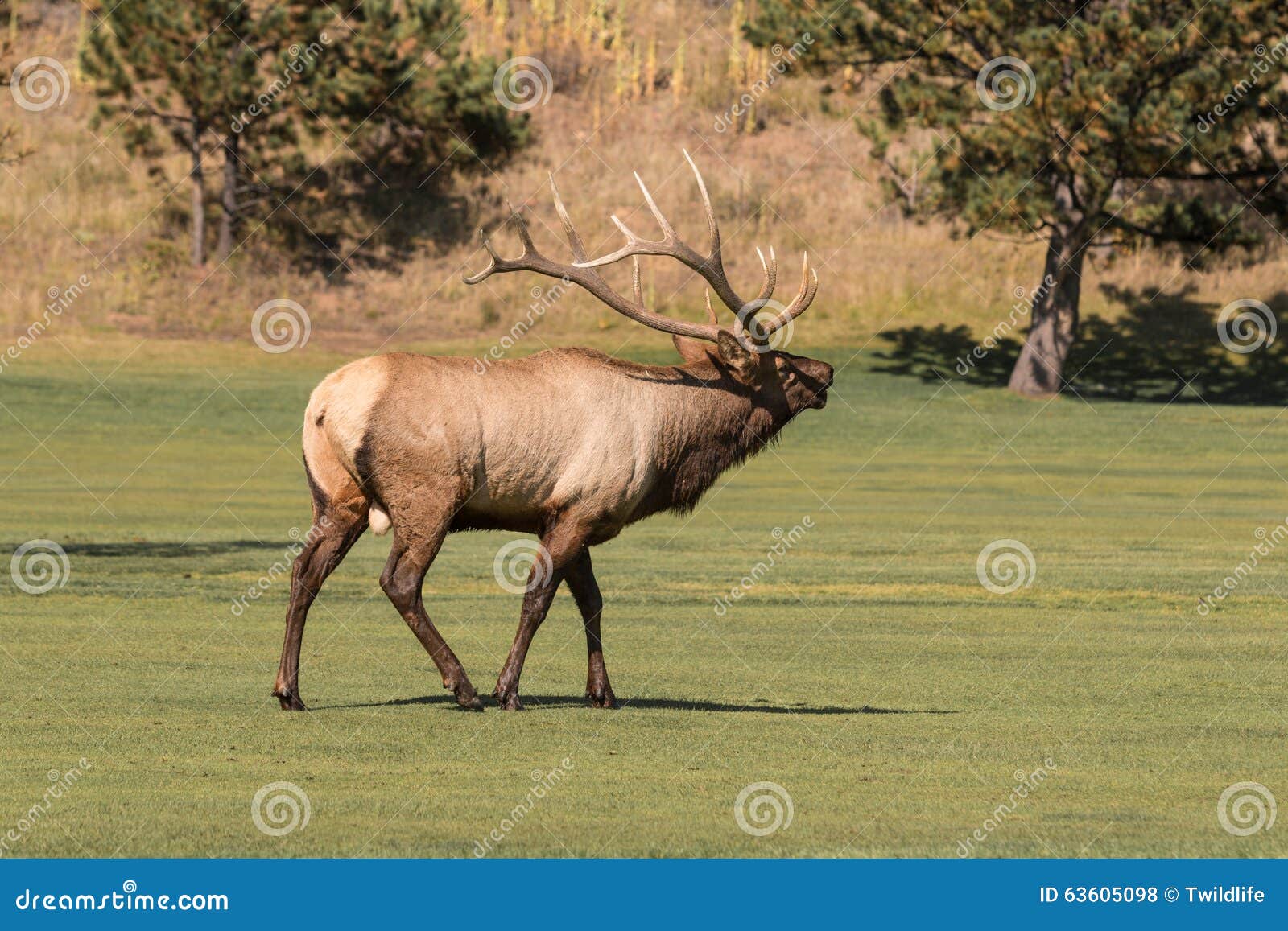 Bull Elk Bugling in the Rut Stock Photo Image of wapiti, wild 63605098