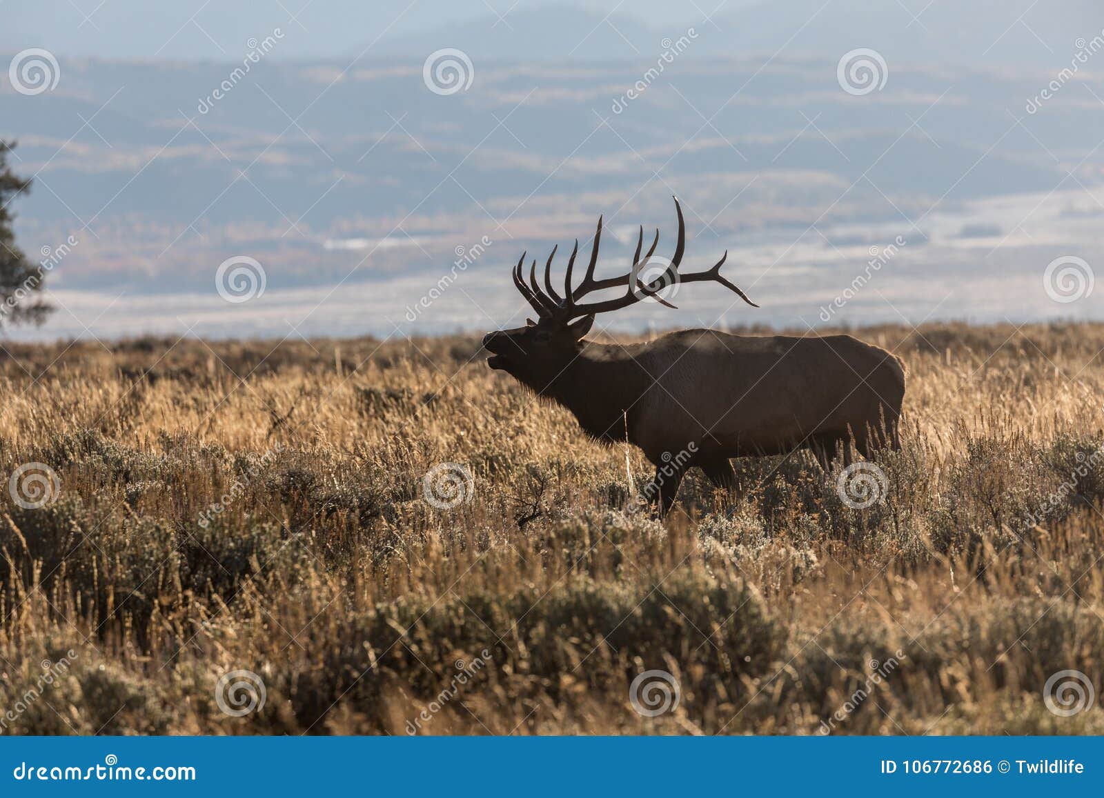 Bull Elk Bugling in the Rut Stock Photo Image of wild, mammal 106772686