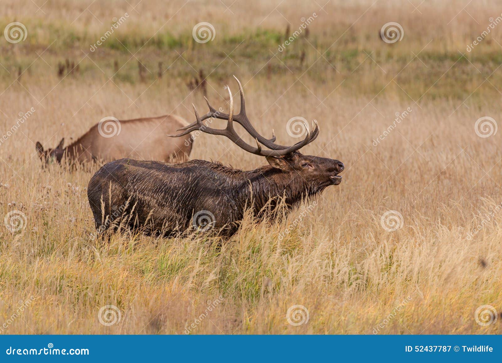 Bull Elk Bugling in the Rut Stock Image Image of wild, deer 52437787