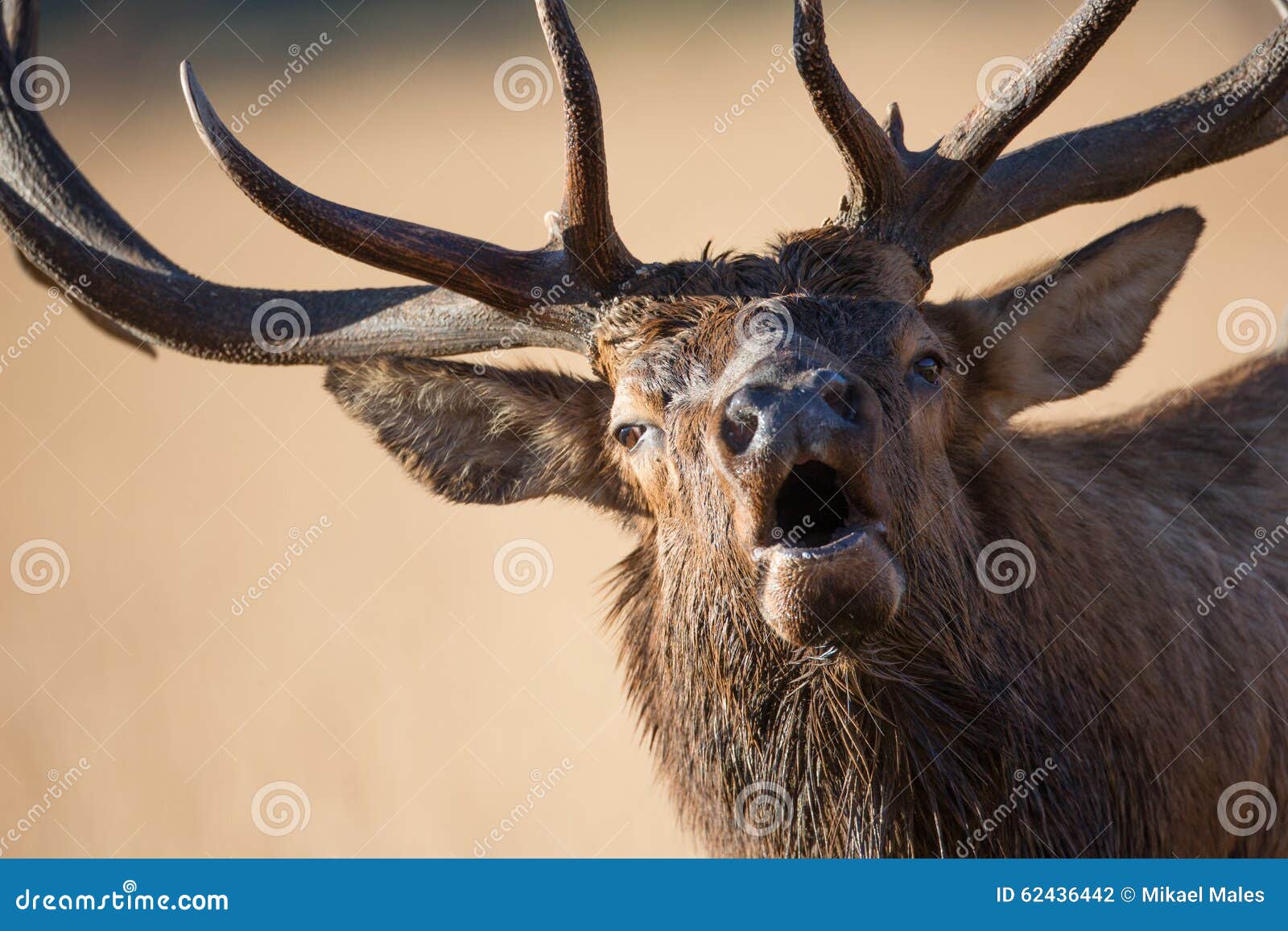 bull elk bugling up close