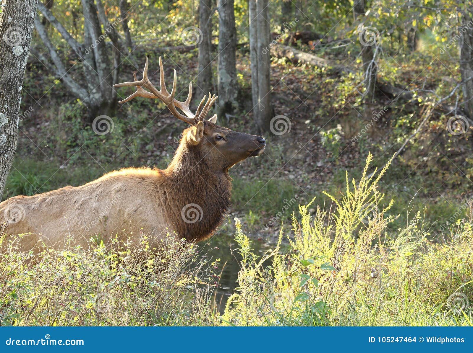 bull elk emerging from pond