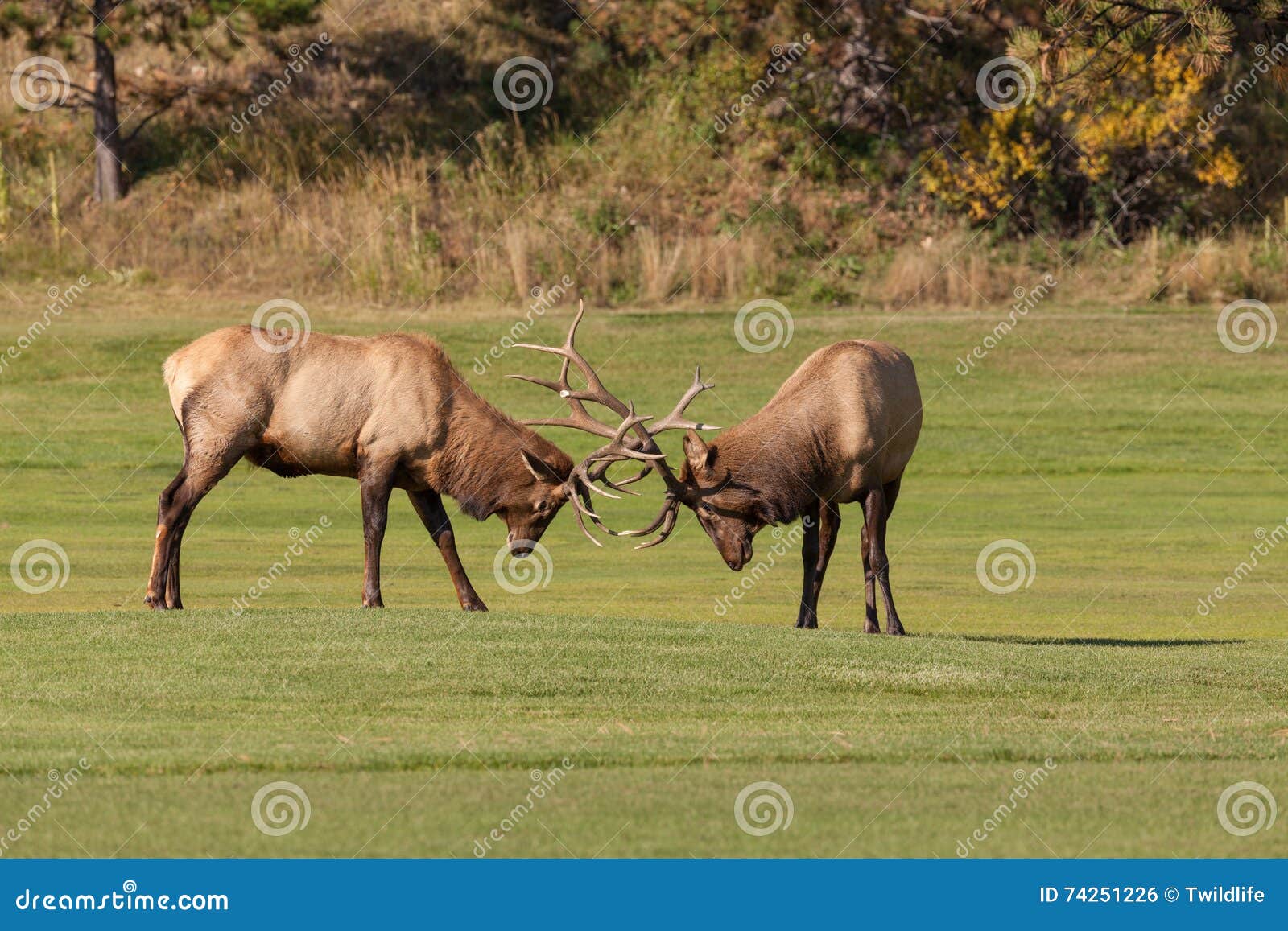 Bull Elk Fighting in Rut stock photo. Image of wild, rutting 74251226