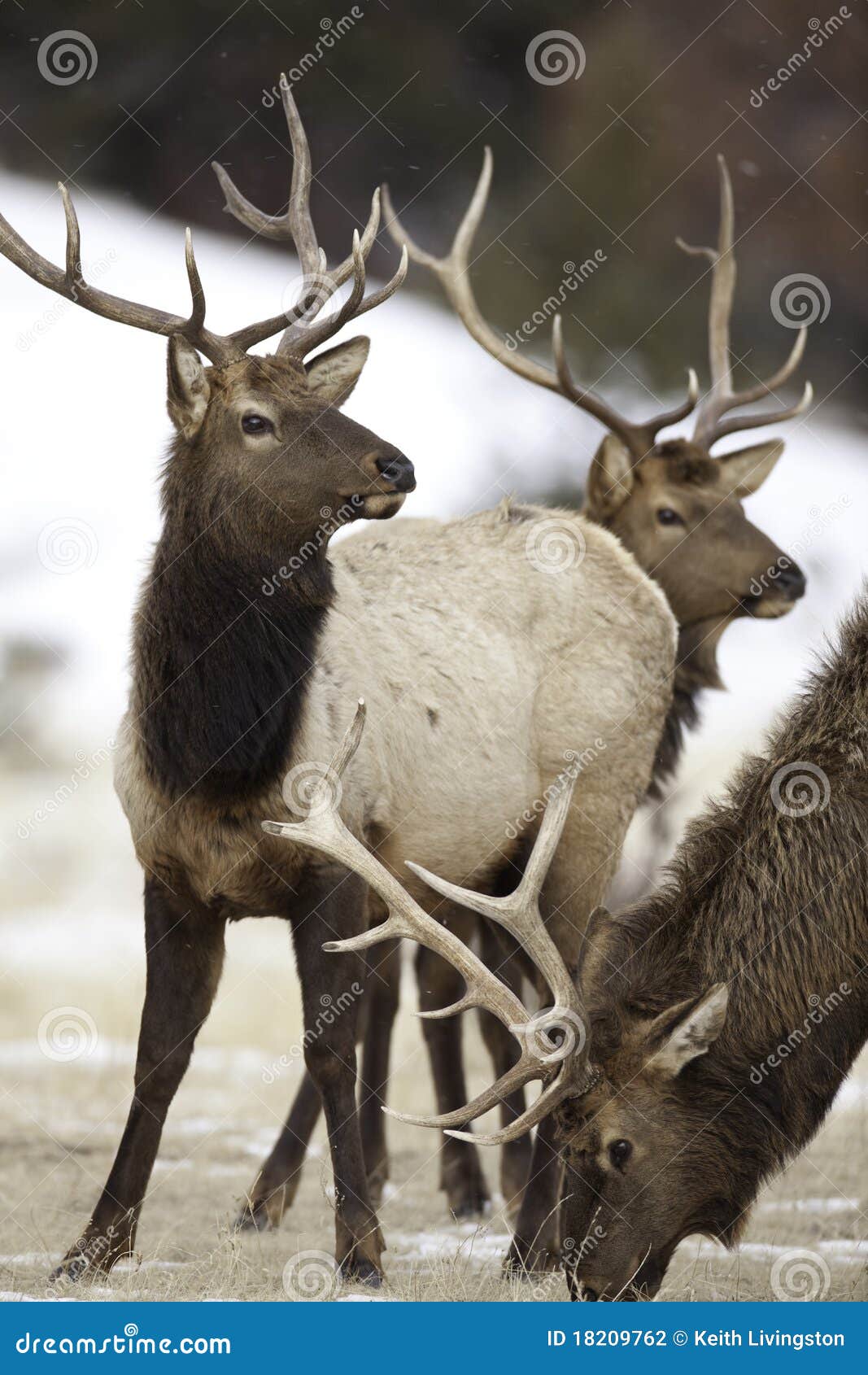 bull elk herd