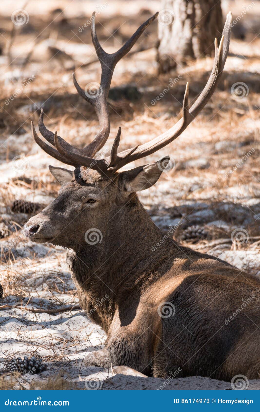 Bull Elk stock image. Image of antelope, bull, wildlife 86174973