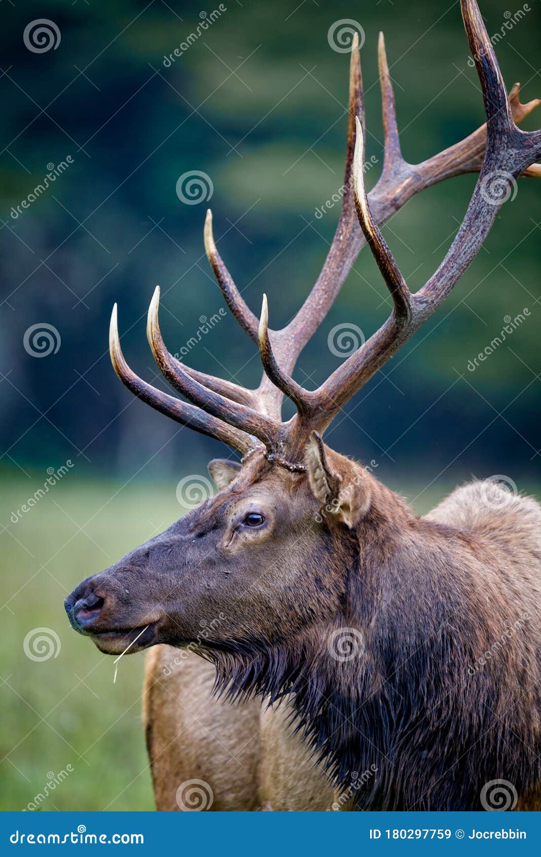 Bull Elk Looking Left. in North Carolina Stock Image Image of appalachian, horns 180297759