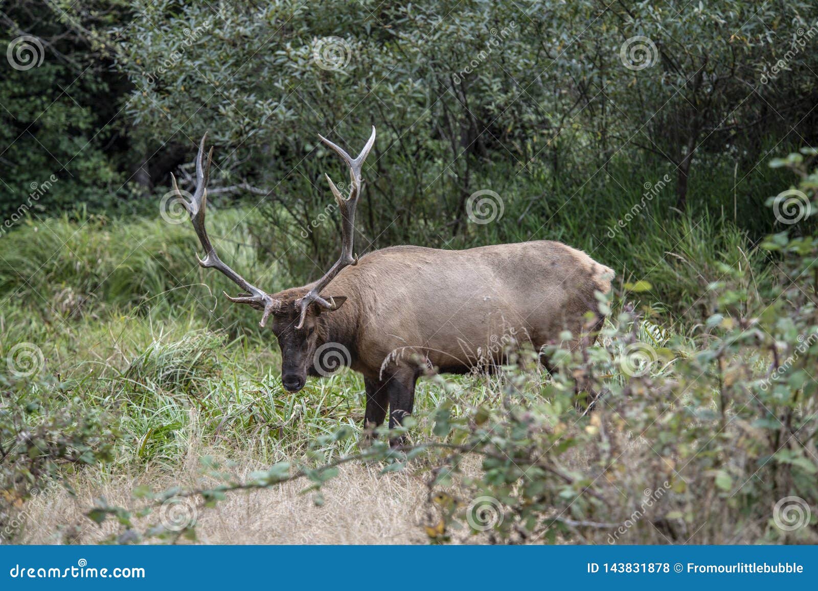 bull elk calling bull elk calling