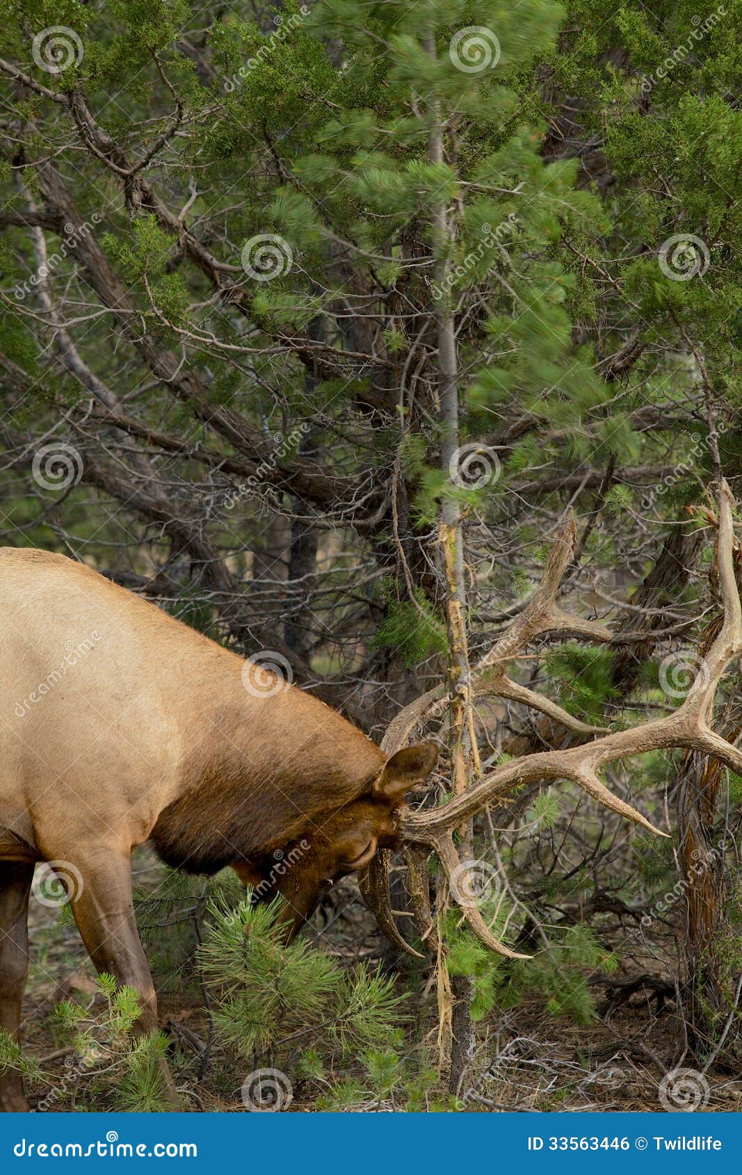 Bull Elk Rubbing Antlers stock photo. Image of antlers 33563446