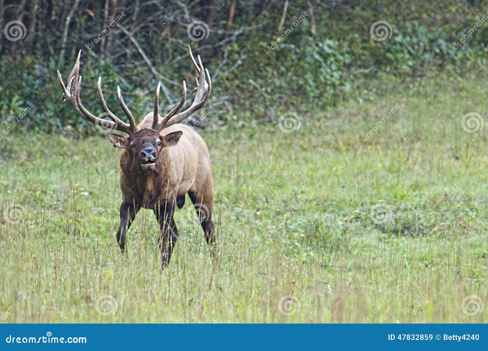 Bull Elk sounding a bugle. stock image. Image of buck 47832859