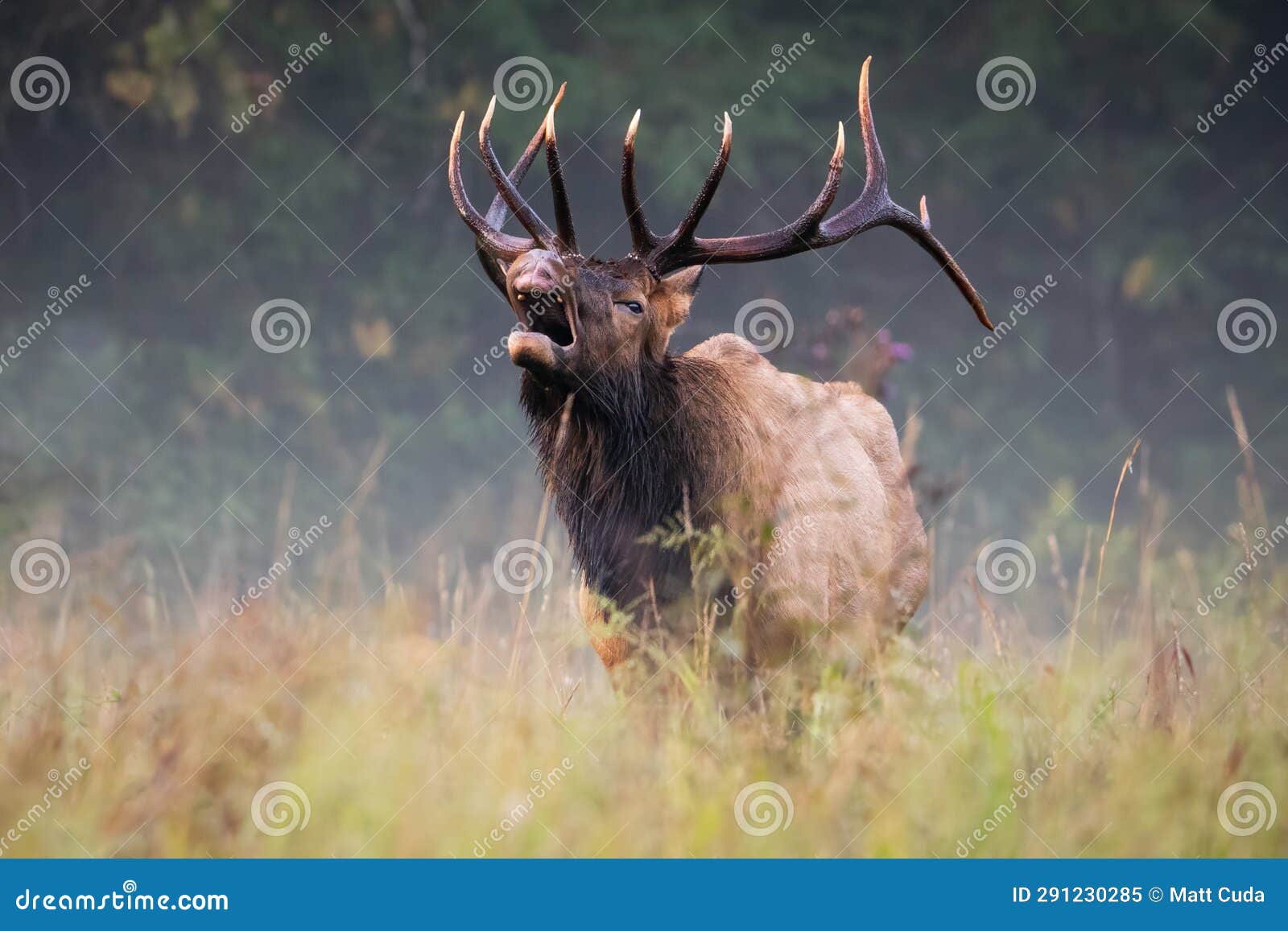 bull ellk performing a lip curl