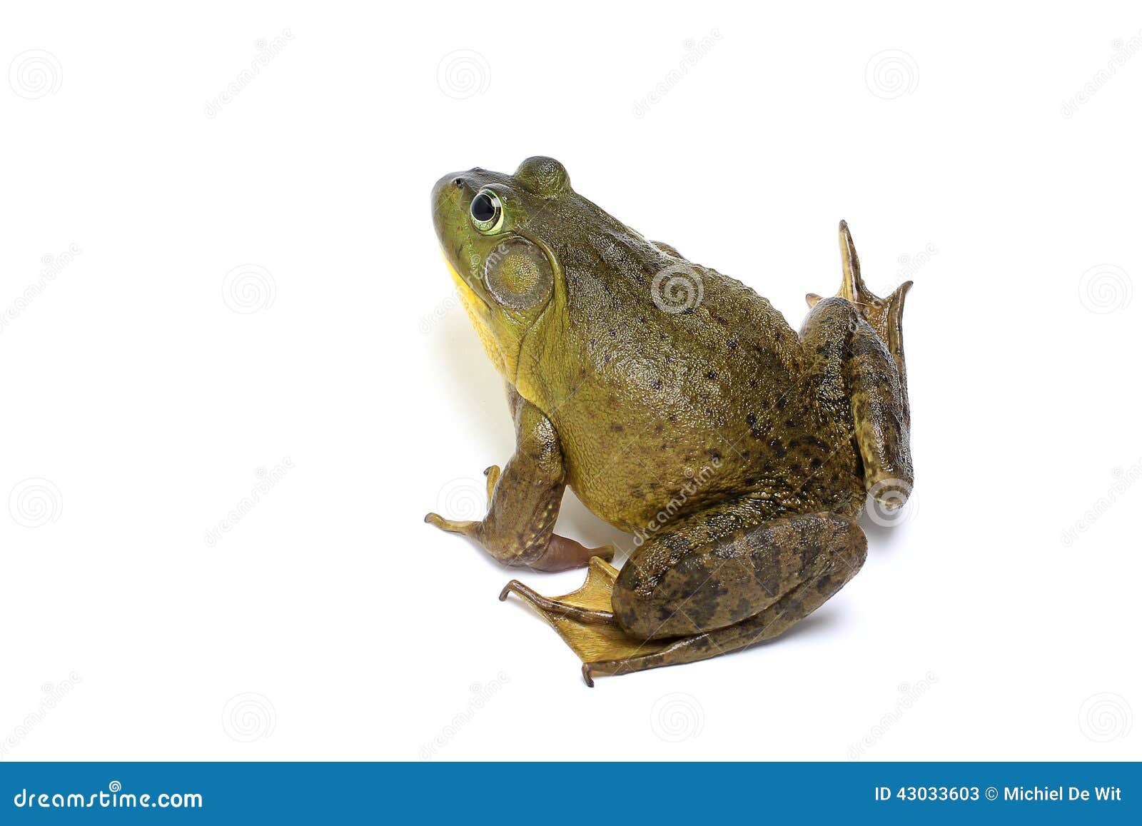 Bull Frog Stock Photo - Image: 43033603