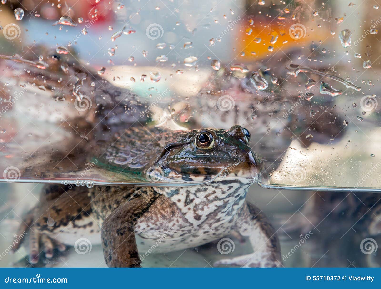 bull frogs dont sleep bull frogs dont sleep