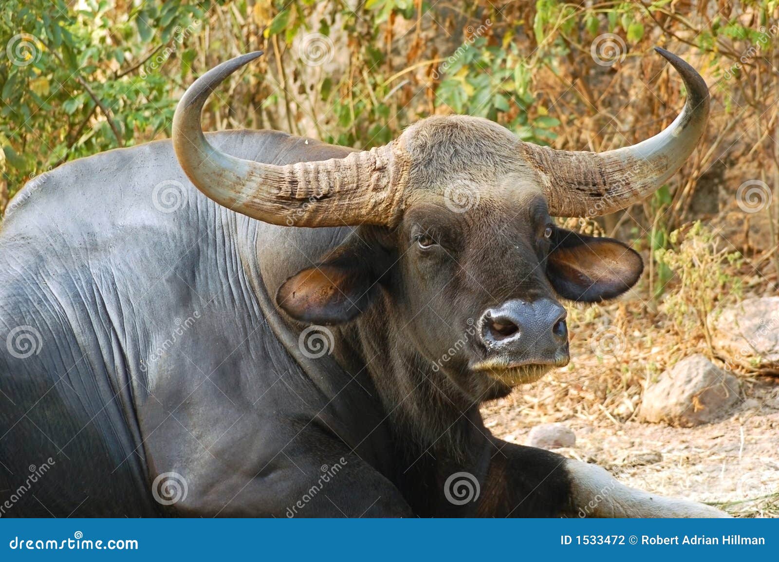 bull gaur