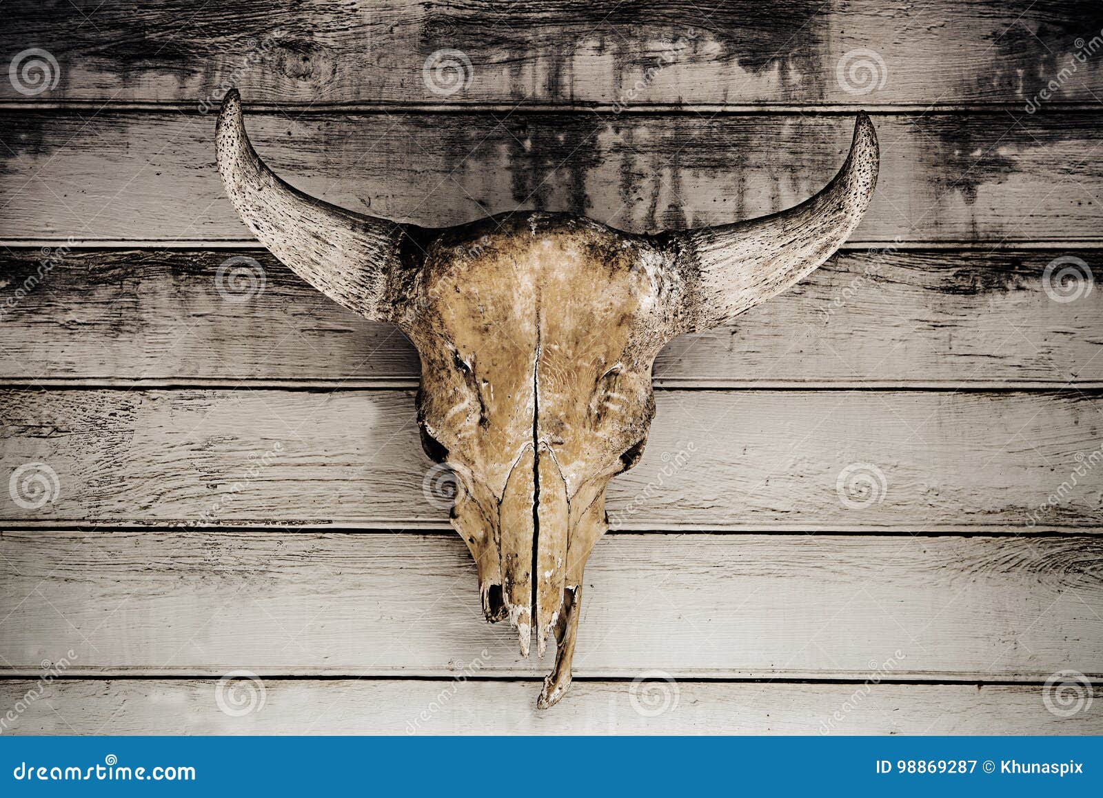 Bull Head Skull Hanging on Wood Wall Stock Image Image of hunt, bone