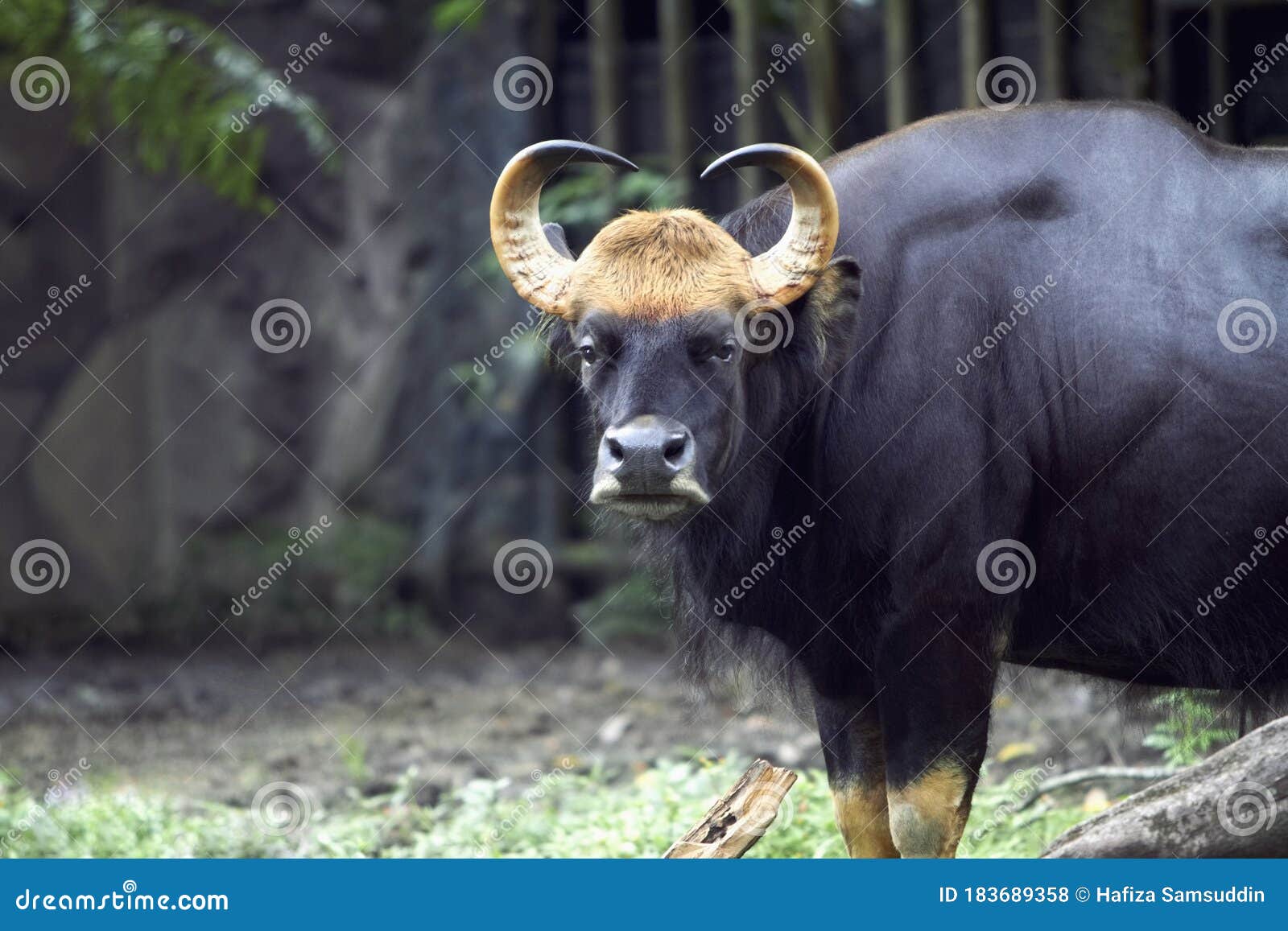 Bison in malay
