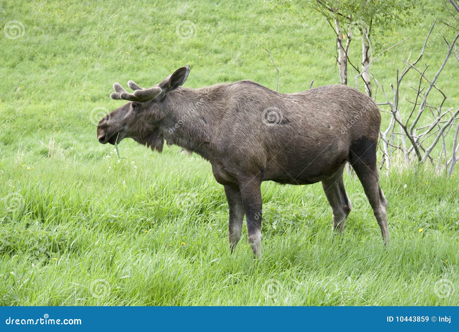 Bull Moose stock image. Image of standing, posing, male 10443859