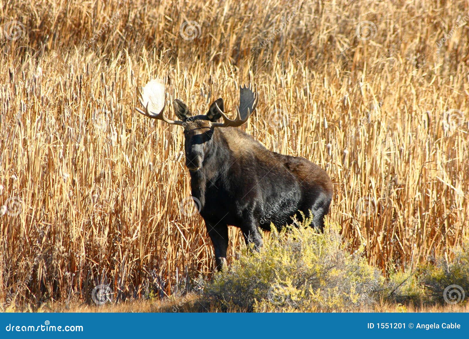 Bull Moose in Cattails stock image. Image of bull, cattails 1551201